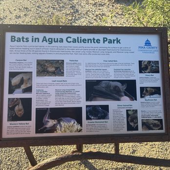 Agua Caliente Park - Parks Near Me - Tucson, Arizona Agua Caliente Park - Parks Near Me - Tucson, Arizona