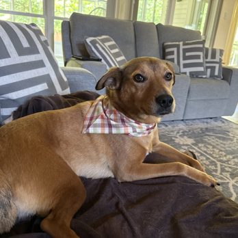 Grooming By Samara - Pet Sitting Near Me - Crandall, Texas Grooming By Samara - Pet Sitting Near Me - Crandall, Texas