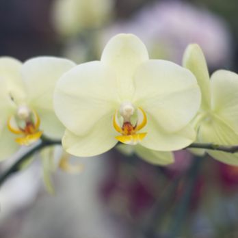 Calloway's Nursery - Phaleonopsis Orchids - a beautiful houseplant to add a tropical flair to your home. - Nurseries & Gardening Near Me - Arlington, Texas