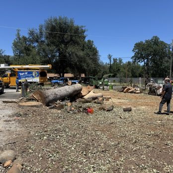 Tree of Righteousness - Landscaping Near Me