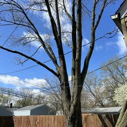 Tree-Mergency