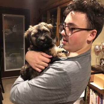 iHavanese - Pet Breeders Near Me iHavanese - Pet Breeders Near Me