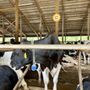 Photo of Great Brook Dairy Farm