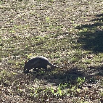 Campion Trail - Armadillo! - Hiking Near Me Campion Trail - Armadillo! - Hiking Near Me