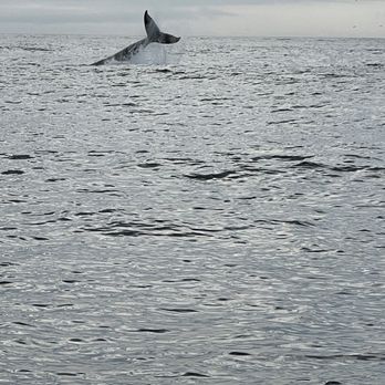 Discovery Whale Watch - First few minutes of our Discovery whale watching sunset tour. - Whale Watching Tours Near Me - Monterey, California Discovery Whale Watch - First few minutes of our Discovery whale watching sunset tour. - Whale Watching Tours Near Me - Monterey, California