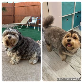 Sublime Grooming - Willow before and after! - Pet Groomers Near Me - Tucson, Arizona