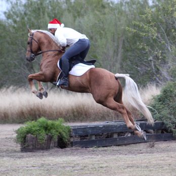South Texas equestrian center - Dusty - Horseback Riding Near Me - McAllen, Texas South Texas equestrian center - Dusty - Horseback Riding Near Me - McAllen, Texas