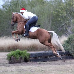 South Texas equestrian center - Dusty