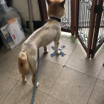 Jenny's Dreams - I am just gonna leave this here... this is not what you do to a shiba! - Pet Groomers Near Me - Maspeth, New York Jenny's Dreams - I am just gonna leave this here... this is not what you do to a shiba! - Pet Groomers Near Me - Maspeth, New York