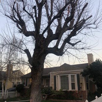 Inexpensive Tree Services - Before...my 60+ Maple Tree - Tree Services Near Me - Los Angeles, California