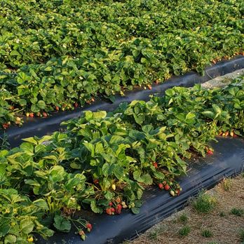 Pope S Strawberries Farmers Market 1305 Fayetteville St Knightdale Nc Phone Number