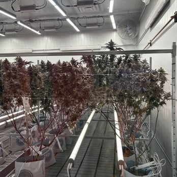 FireFlower Craft Cannabis - Viewing window! - Cannabis Dispensaries Near Me - Albuquerque, New Mexico