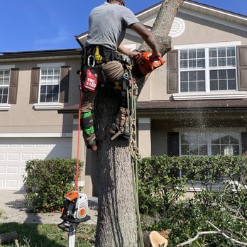 Avalon Tree Service - Tree Services Near Me - St. Cloud, Florida Avalon Tree Service - Tree Services Near Me - St. Cloud, Florida