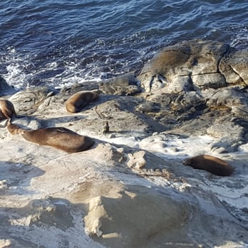 La Jolla Cove - More seals - Parks Near Me - La Jolla, California La Jolla Cove - More seals - Parks Near Me - La Jolla, California