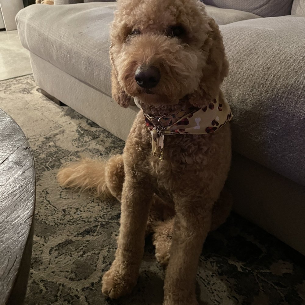 Bitches N Bubbles - My doodle after her spa time! She's not that photogenic here but trust me she's happy, soft & fluffy! We love it here! - Pet Groomers Near Me - Long Beach, California Bitches N Bubbles - My doodle after her spa time! She's not that photogenic here but trust me she's happy, soft & fluffy! We love it here! - Pet Groomers Near Me - Long Beach, California