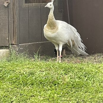 Pana'ewa Rainforest Zoo & Gardens - White peacock - Zoos Near Me - Hilo, Hawaii