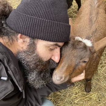 A Tiny House Resort - Super-snuggly goats! - Resorts Near Me - South Cairo, New York A Tiny House Resort - Super-snuggly goats! - Resorts Near Me - South Cairo, New York