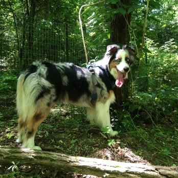 William A. Pitts Park - Enjoying off-leash time on the trail! - Dog Parks Near Me - Antioch, Tennessee William A. Pitts Park - Enjoying off-leash time on the trail! - Dog Parks Near Me - Antioch, Tennessee