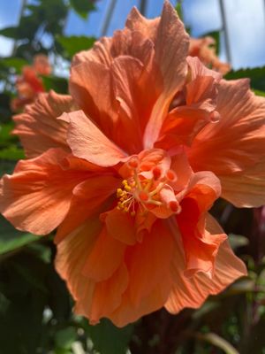 Anna Scripps Whitcomb Conservatory by null