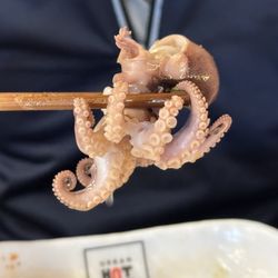 Urban Hot Pot - A whole baby octopus.
