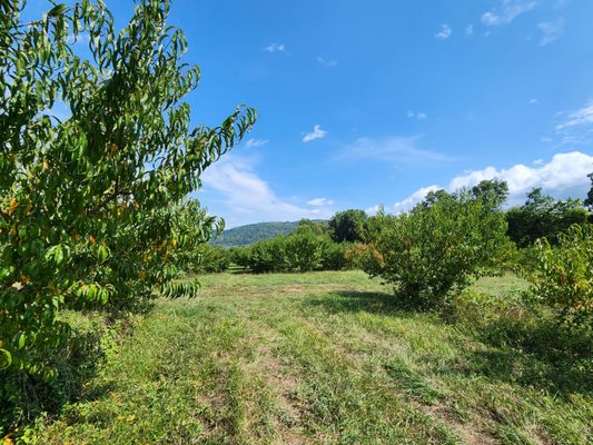 Stribling Orchard by null