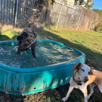 The Pack House - Pet Boarding Near Me - Riverside, California The Pack House - Pet Boarding Near Me - Riverside, California