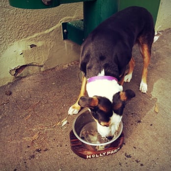 Holly Park - Jackson Louie is like a camel!  He drank the whole water bowl. "fml" :p - Parks Near Me - San Francisco, California