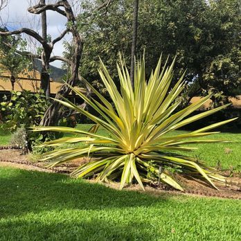 Kumu Farms - Huge Americana Cactus - Farmers Market Near Me - Wailuku, Hawaii Kumu Farms - Huge Americana Cactus - Farmers Market Near Me - Wailuku, Hawaii