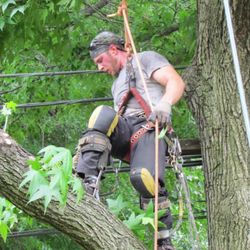 Out on a Limb Tree Care - Out On a Limb Tree Care