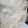 Photo of Diva Luxury Furred Grooming