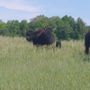 Photo of A Yak or Two