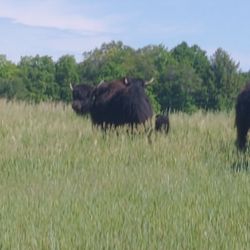 A Yak or Two