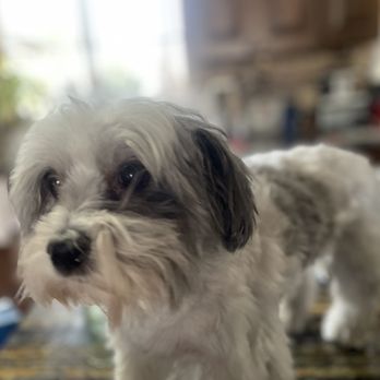 Pet Supplies Plus Thornton - Pet Groomers Near Me - Thornton, Colorado Pet Supplies Plus Thornton - Pet Groomers Near Me - Thornton, Colorado