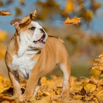 Holden Veterinary Clinic, A Thrive Pet Healthcare Partner - Veterinarians Near Me - Holden, Massachusetts Holden Veterinary Clinic, A Thrive Pet Healthcare Partner - Veterinarians Near Me - Holden, Massachusetts