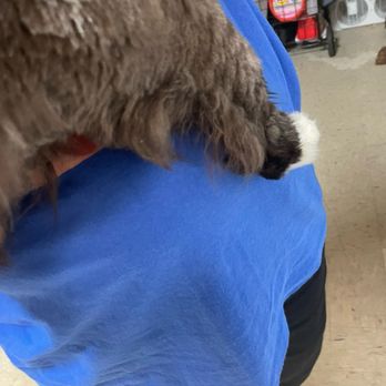 Brandy Dog's Barbershop - Again but she was cut and that's behind all four legs and underneath. - Pet Groomers Near Me - Flushing, New York Brandy Dog's Barbershop - Again but she was cut and that's behind all four legs and underneath. - Pet Groomers Near Me - Flushing, New York