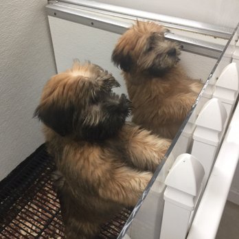 The Puppy Experience - My favorite..wheaten terriers - Pet Stores Near Me - Aquebogue, New York The Puppy Experience - My favorite..wheaten terriers - Pet Stores Near Me - Aquebogue, New York