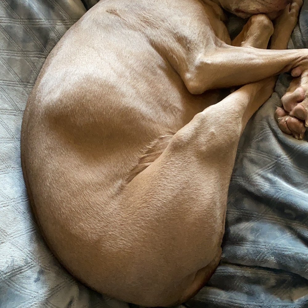 Dogie recovering
