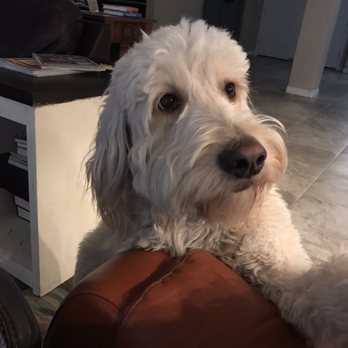 Innate Dog Training - Pet Training Near Me