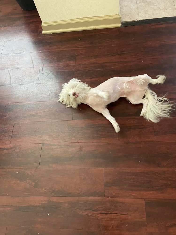 HAPPY HOUND MOBILE GROOMING Updated September 2024 12 Photos Fort