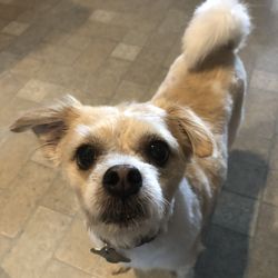 Doggy Express - After his haircut