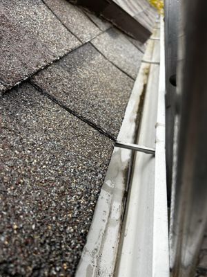 Pigeons Window Cleaning