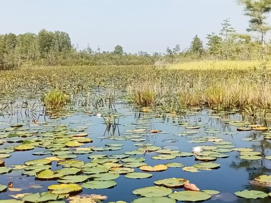 Okefenokee National Wildlife Refuge by null