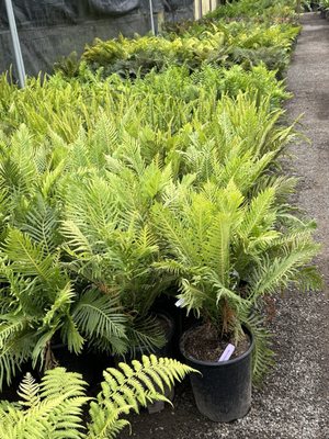 C & S Nursery by null