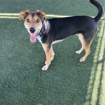Dog On Fun - Pet Sitting Near Me - Covina, California