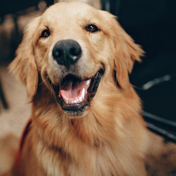 Paws For Applause - Pet Training Near Me Paws For Applause - Pet Training Near Me