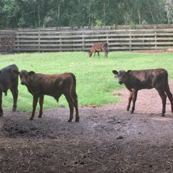 Raney Cattle Sales - Small Calves up to grown cows, bred cows, pairs and bulls