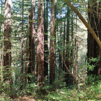 Roys Redwoods Preserve - Redwood Grove and other trees. - Parks Near Me - Marin, California