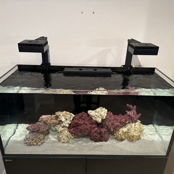 Aquatica Corals and Custom Aquariums - Aquarium Services Near Me - San Marcos, California Aquatica Corals and Custom Aquariums - Aquarium Services Near Me - San Marcos, California