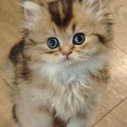 Silver Tales Cattery