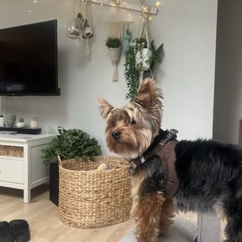 Just Peachy Pet Care - Pet Boarding Near Me - Arlington, Washington Just Peachy Pet Care - Pet Boarding Near Me - Arlington, Washington